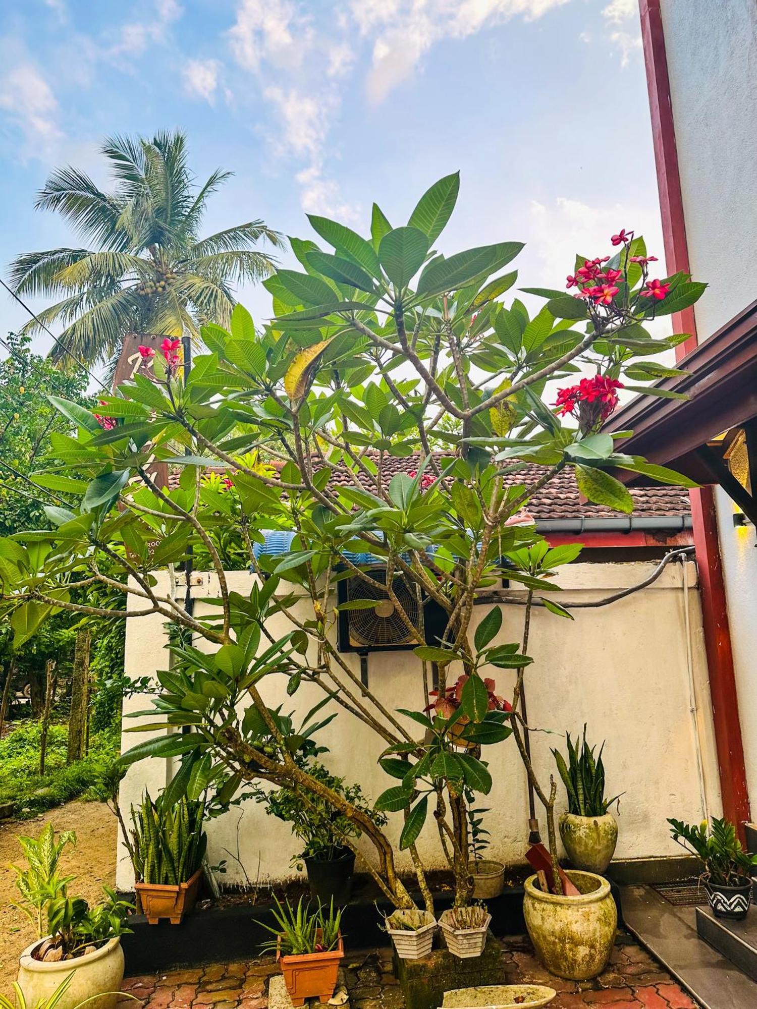 فندق New Panda House كالي المظهر الخارجي الصورة